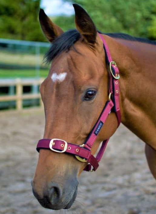 Cameo Padded Headcollar & Leadrope image 1