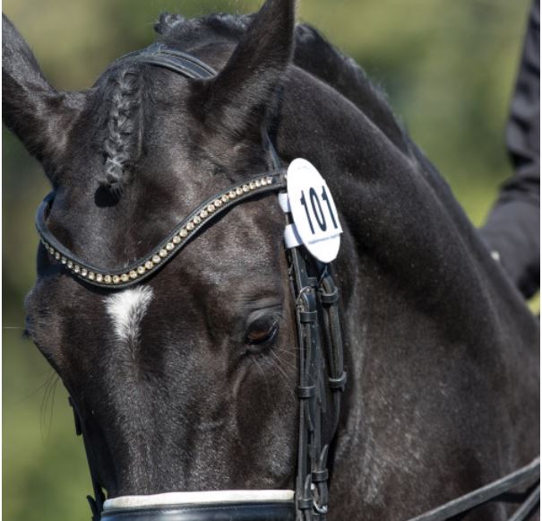 EQUETECH BRIDLE NUMBER HOLDERS image 0