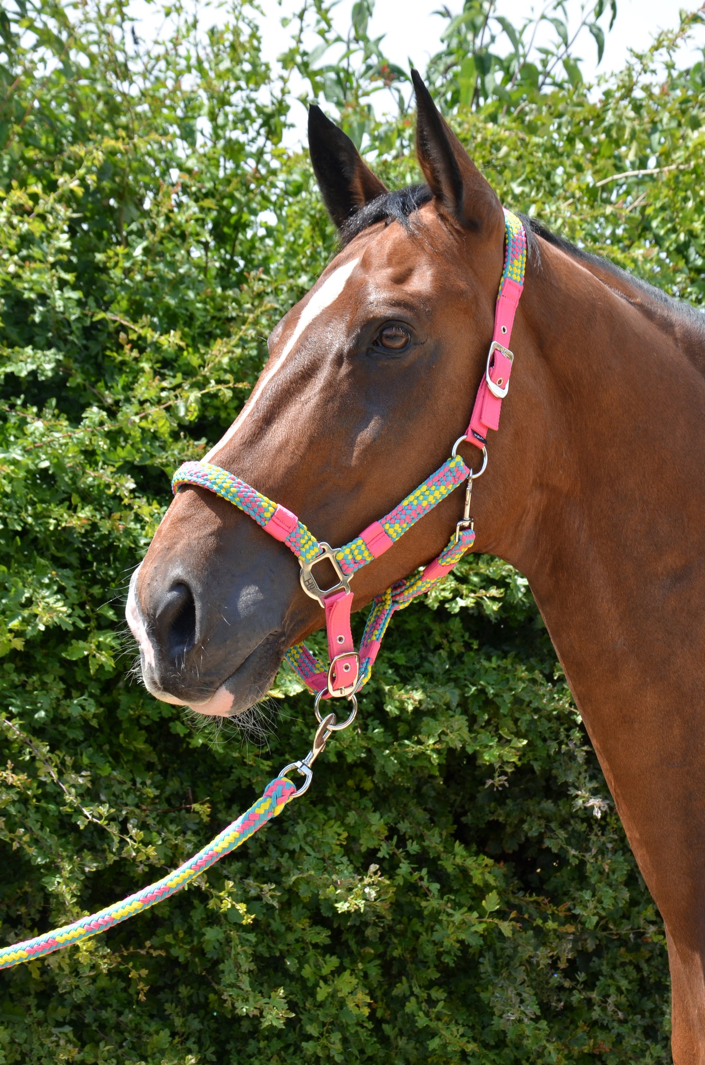 Hy Multicolour Adjustable Head Collar with Rope image 1