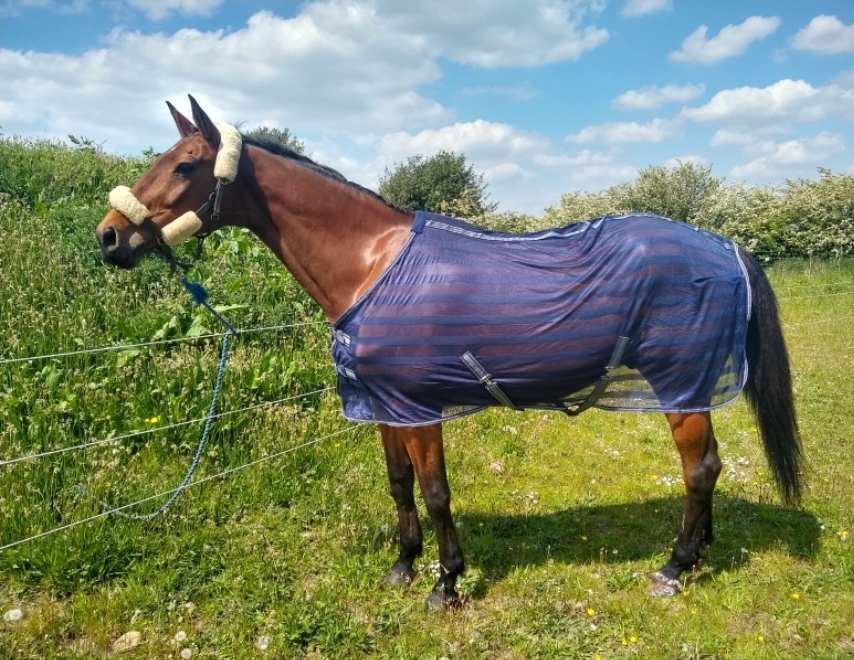 Cooler Rugs