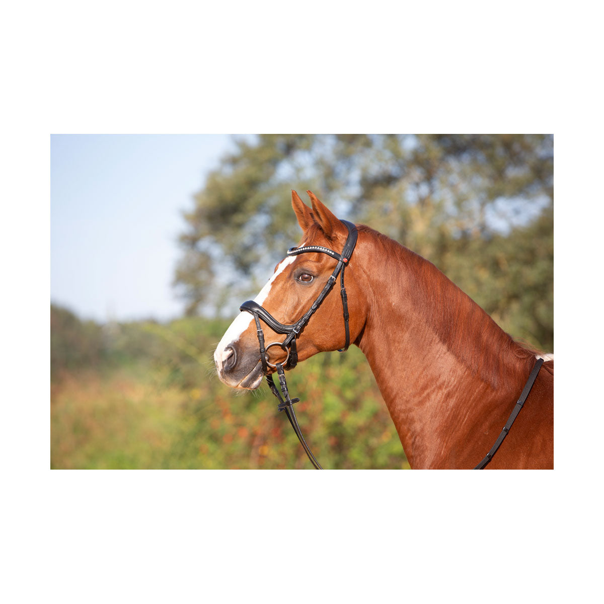 Kieffer Viola Snaffle Bridle image 1