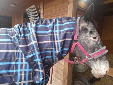 Sheldon 100g Combo Turnout Rug image 4