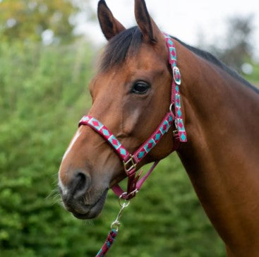 Hy Equestrian Woven Polo Head Collar and Lead Rope image 0