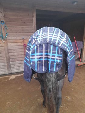 Sheldon 100g Combo Turnout Rug image 3