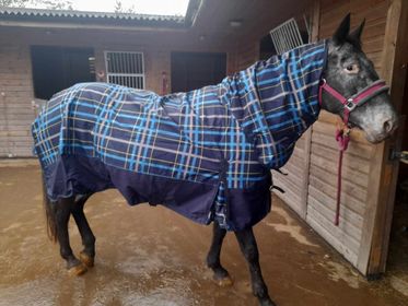 Sheldon 100g Combo Turnout Rug image 0