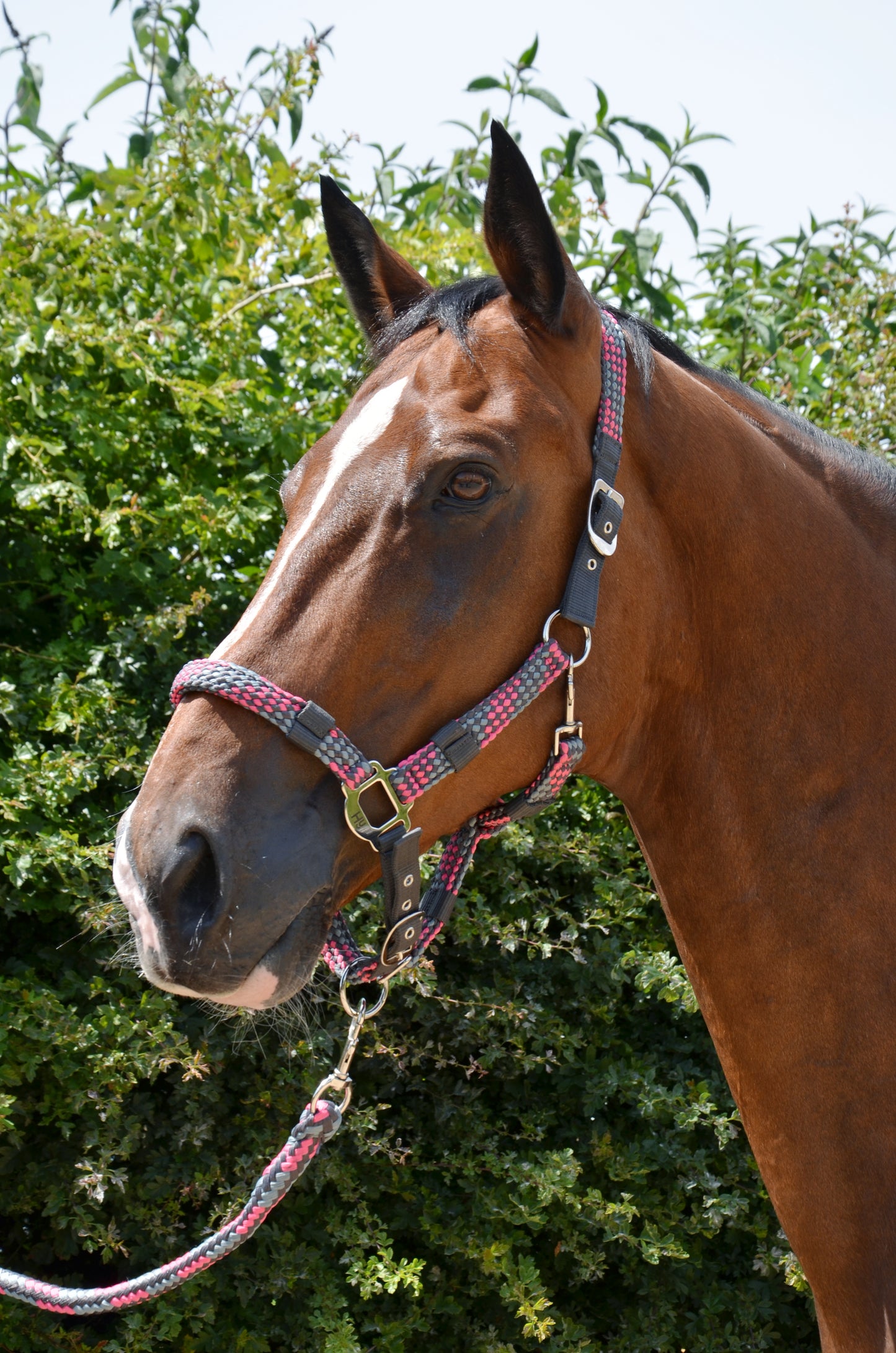 Hy Multicolour Adjustable Head Collar with Rope image 2