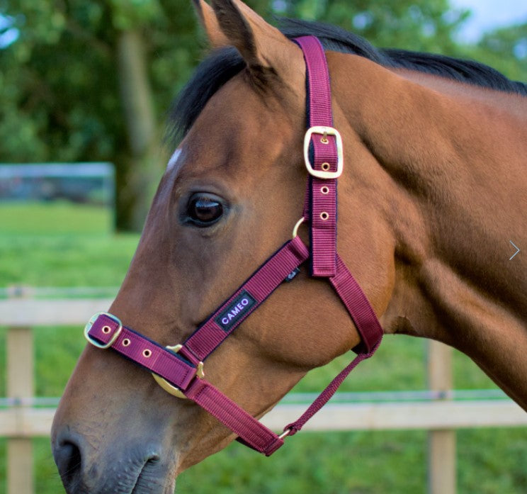 Cameo  Padded Headcollar & Leadrope image 0