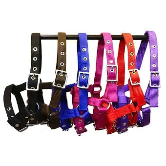 Buxton mini foal nylon halter
