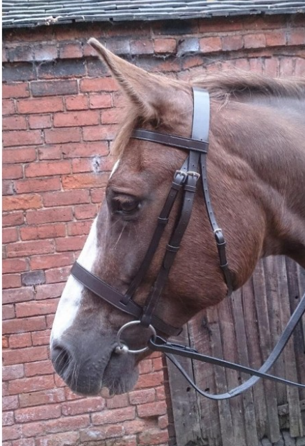 Sheldon Economy Hunt Bridle Reins set