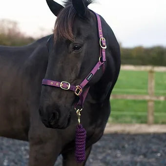 Cameo Supreme headcollar with matching rope