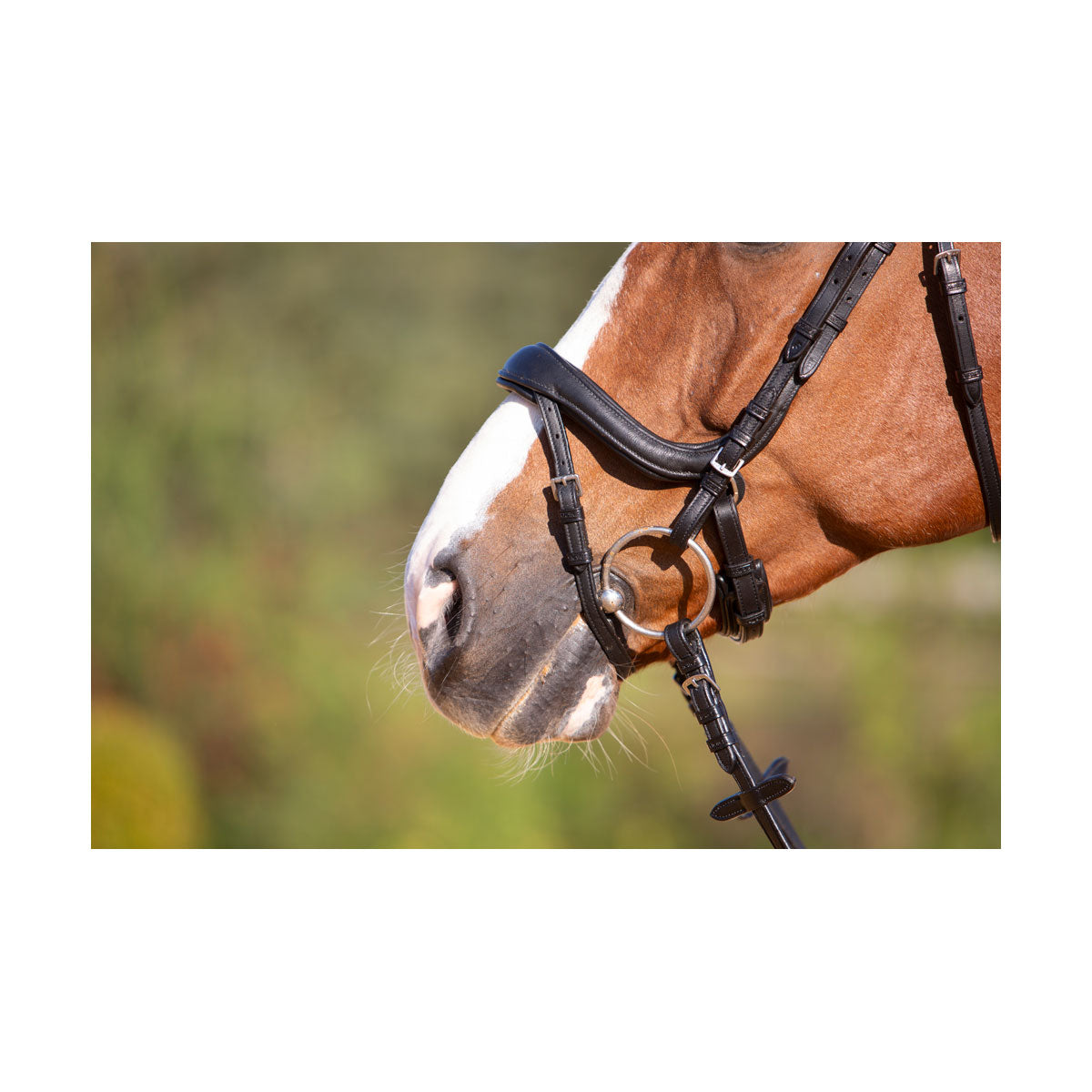 Kieffer Viola Snaffle Bridle image 2