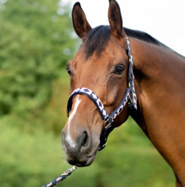 Hy Equestrian Woven Polo Head Collar and Lead Rope image 2