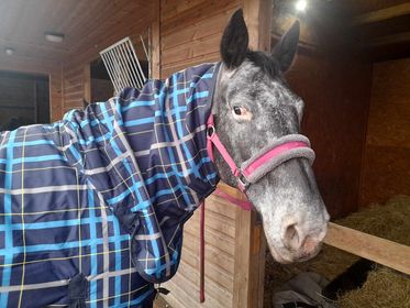 Sheldon 100g Combo Turnout Rug image 1