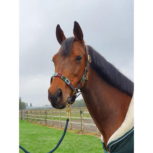 Elano Polo Leather Headcollar
